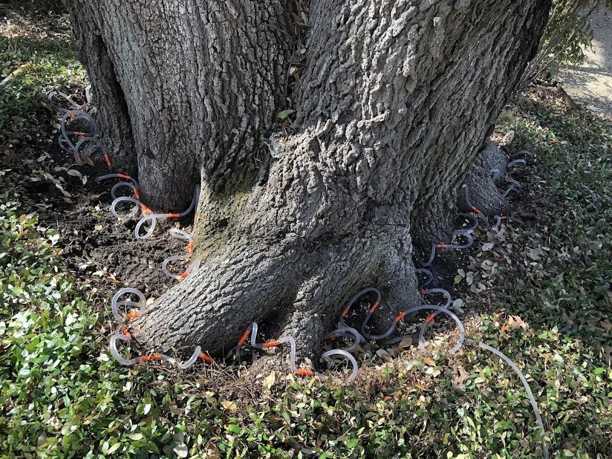 Detailed Tree Cabling and Bracing job site in Oil Springs