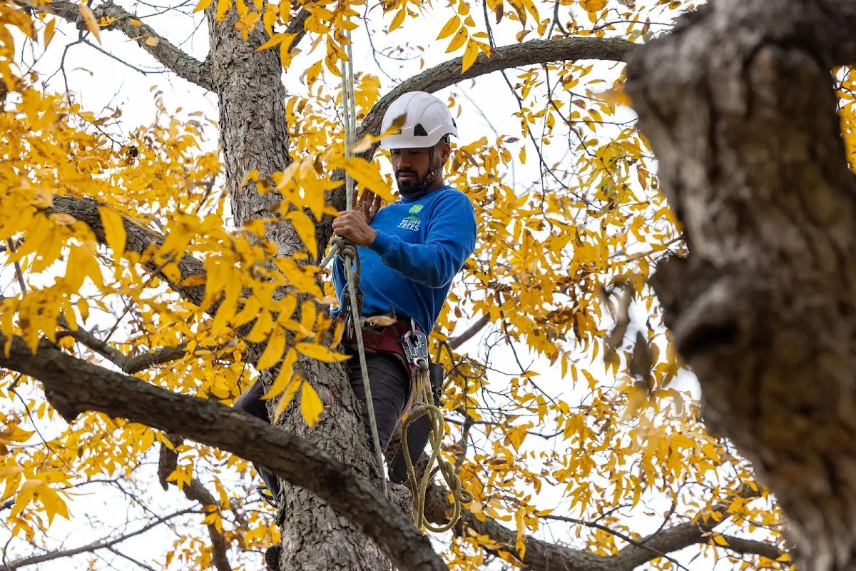 Skilled Tree Pruning crew working in Oil Springs