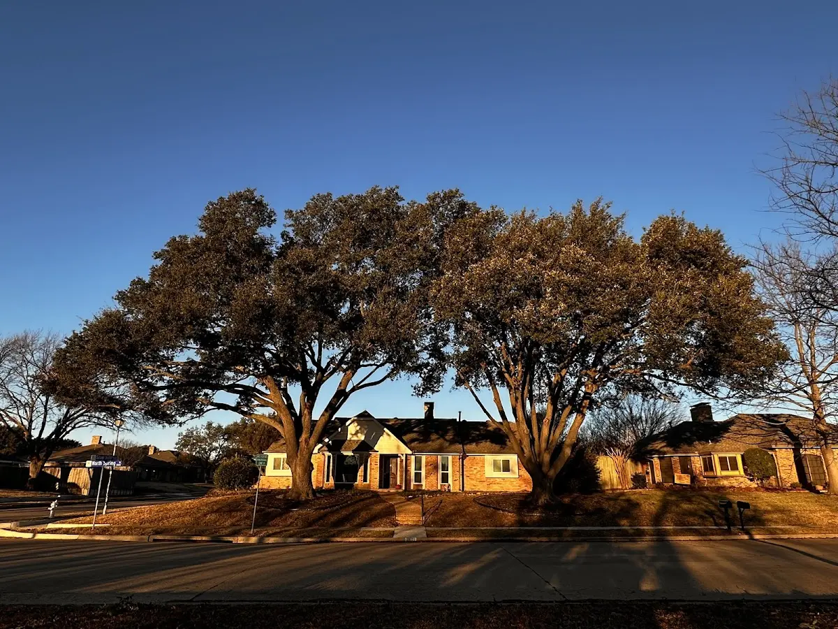 Established residential canopy tree shading a home in Oil Springs